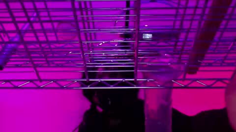 Snapshot of _natasha_diavolo_xxx chatting on 12-25-24, 11:22 Natasha Diavolo online show from 12-25-24, 11:22