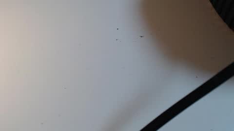 Alid 17 online show from 02-16-26, 05:31