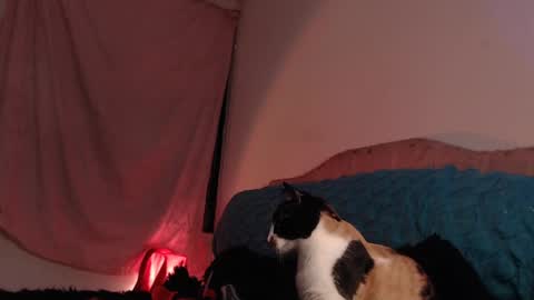 Ally online show from 02-28-25, 03:04