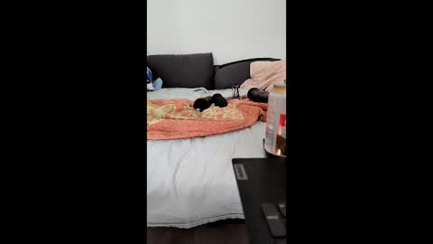 analtraining12 online show from 03-26-26, 10:21