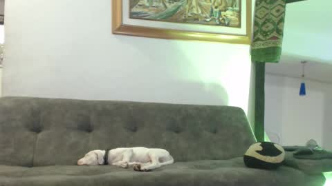 Hadez online show from 02-08-25, 11:02