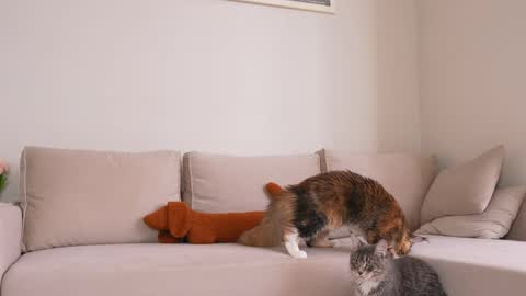  REYNA  next stream is 11h of Feb online show from 04-05-26, 08:11