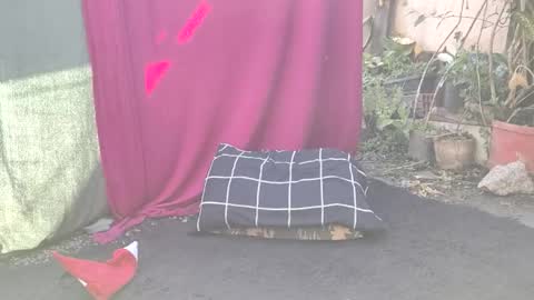 bad_wolf28 online show from 11-25-25, 10:26