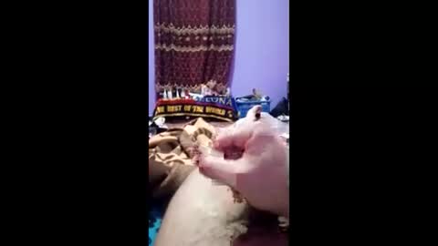 bahaa5555 online show from 03-01-26, 07:16