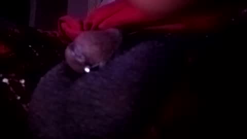 bcfalcon69 online show from 05-14-26, 02:51
