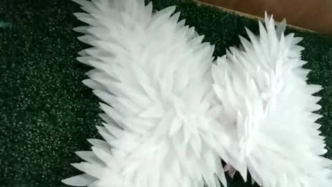 bela_rous online show from 06-18-26, 06:34