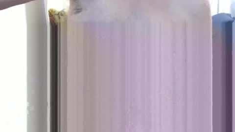 bolbil1 online show from 12-15-24, 11:34