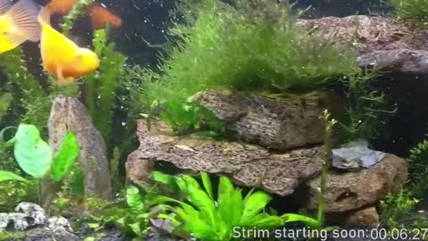 Booker Baxton online show from 12-03-24, 04:03