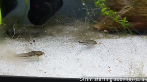 Booker Baxton online show from 01-24-25, 04:05