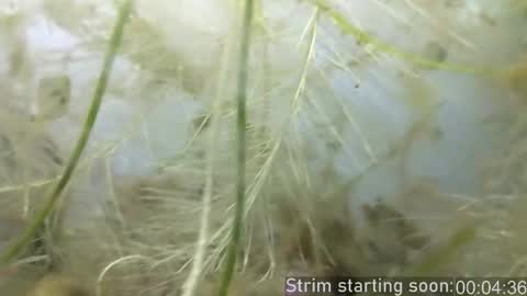 Booker Baxton online show from 02-25-25, 04:03