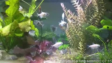 Booker Baxton online show from 03-11-25, 03:05