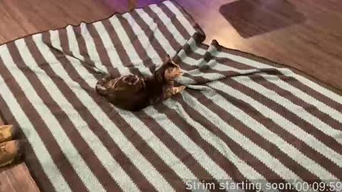 Booker Baxton online show from 09-24-25, 02:59