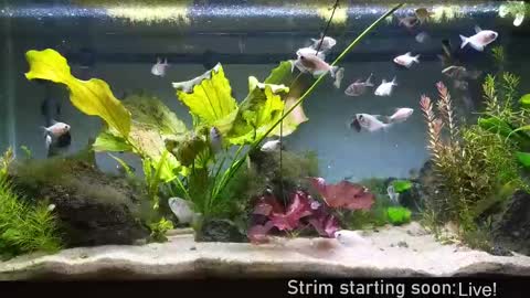 Booker Baxton online show from 09-25-25, 03:10