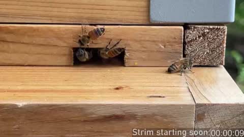 Booker Baxton online show from 09-26-25, 03:10