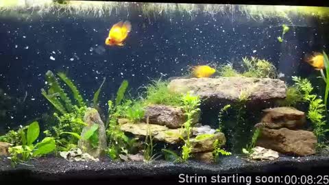 Booker Baxton online show from 09-30-25, 03:00