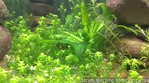 Booker Baxton online show from 10-05-25, 03:05