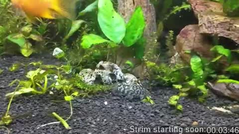 Booker Baxton online show from 10-16-25, 03:07