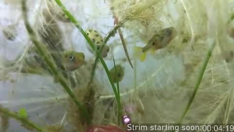 Booker Baxton online show from 10-23-25, 03:06