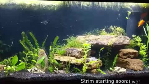 Booker Baxton online show from 12-04-25, 04:11