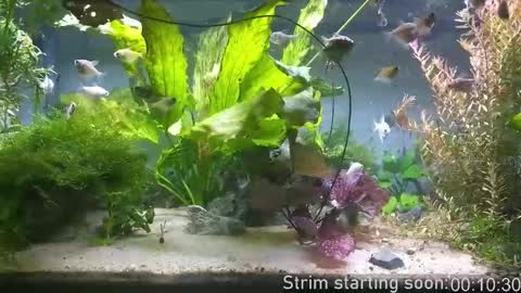 Booker Baxton online show from 12-21-25, 03:57