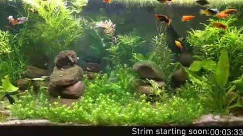 Booker Baxton online show from 02-18-26, 04:08