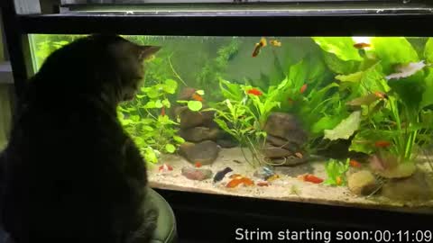 Booker Baxton online show from 03-19-26, 02:59