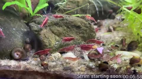 Booker Baxton online show from 04-08-26, 03:06