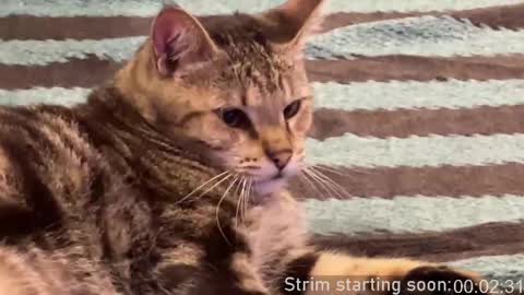 Booker Baxton online show from 04-10-26, 03:12