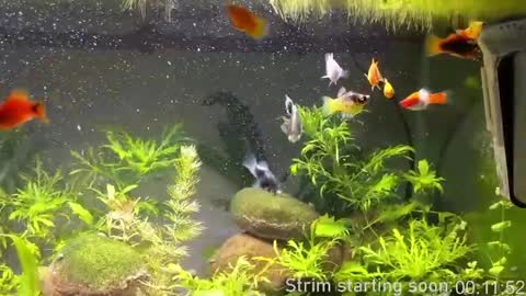 Booker Baxton online show from 04-12-26, 03:00