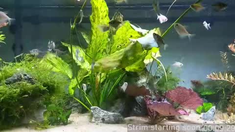 Booker Baxton online show from 04-28-26, 03:00