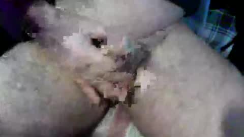 bossram160 online show from 10-09-25, 09:18