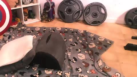 Pumpkin Butt online show from 04-11-26, 07:51