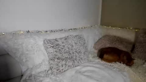 brianadiamondxxx online show from 02-10-26, 11:58