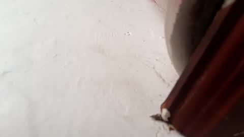 Snapshot of brittany069 chatting on 11-23-25, 01:55 Brittany online show from 11-23-25, 01:55