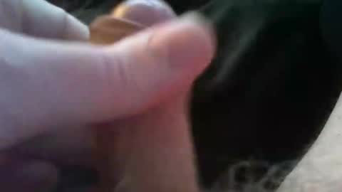 bullemoe online show from 10-04-25, 02:37