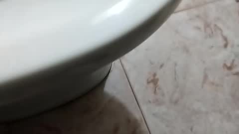 ciccilli online show from 10-05-25, 08:29