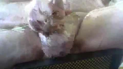 coffee90028 online show from 02-03-26, 05:29