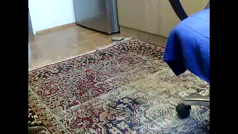 Dammerl online show from 12-05-24, 07:16