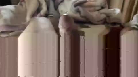 django_911 online show from 01-03-25, 05:53