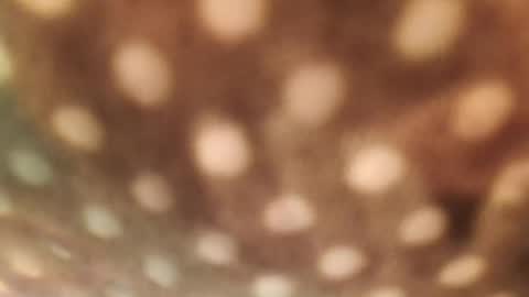 Snapshot of doggydaddi chatting on 01-29-25, 06:33 Alex online show from 01-29-25, 06:33