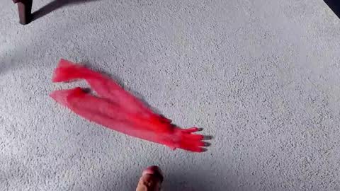 Dorothy Next stream on Monday at 3am-9am online show from 03-27-26, 08:26