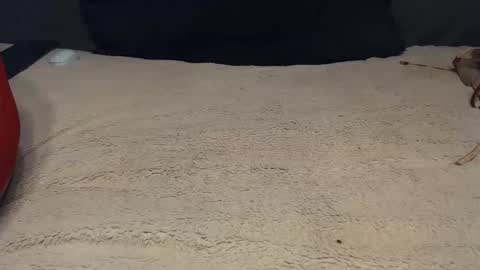 elgsslt online show from 02-28-26, 01:23