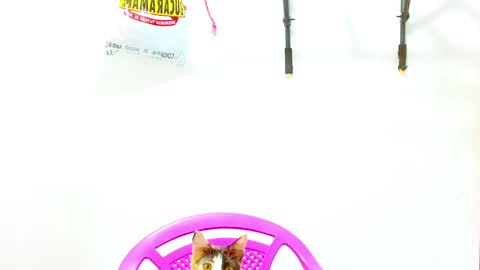 Snapshot of elkingthe chatting on 12-02-24, 12:40 Diana online show from 12-02-24, 12:40