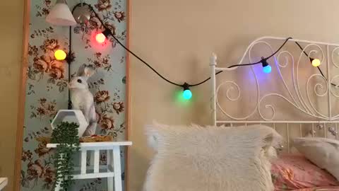 Snapshot of frankiefoxie chatting on 02-18-25, 02:49 Franky online show from 02-18-25, 02:49