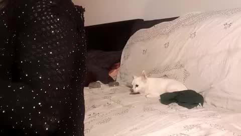 Snapshot of full4cefull chatting on 09-24-25, 04:32 Pizzaz online show from 09-24-25, 04:32