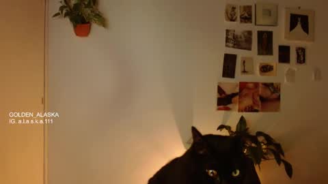 Snapshot of golden_alaska chatting on 11-05-25, 11:05 Alaska online show from 11-05-25, 11:05