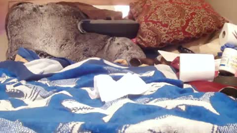 Snapshot of goodbootaye chatting on 02-01-25, 03:07 Juicy Booty online show from 02-01-25, 03:07