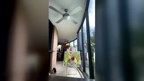 gracemeow online show from 02-05-26, 06:40