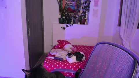 Lau online show from 12-13-24, 06:10