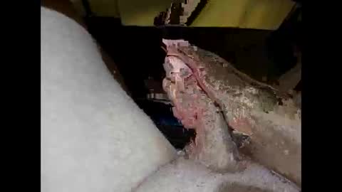 hung_mac0 online show from 04-27-26, 01:42